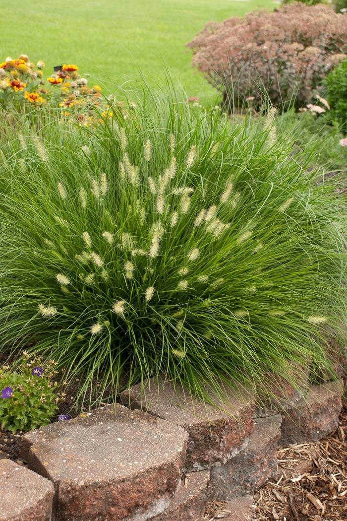 Pennisetum alopecuroides Little Bunny