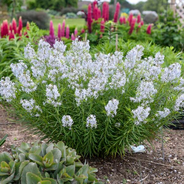 Amsonia hubrichtii String Theory