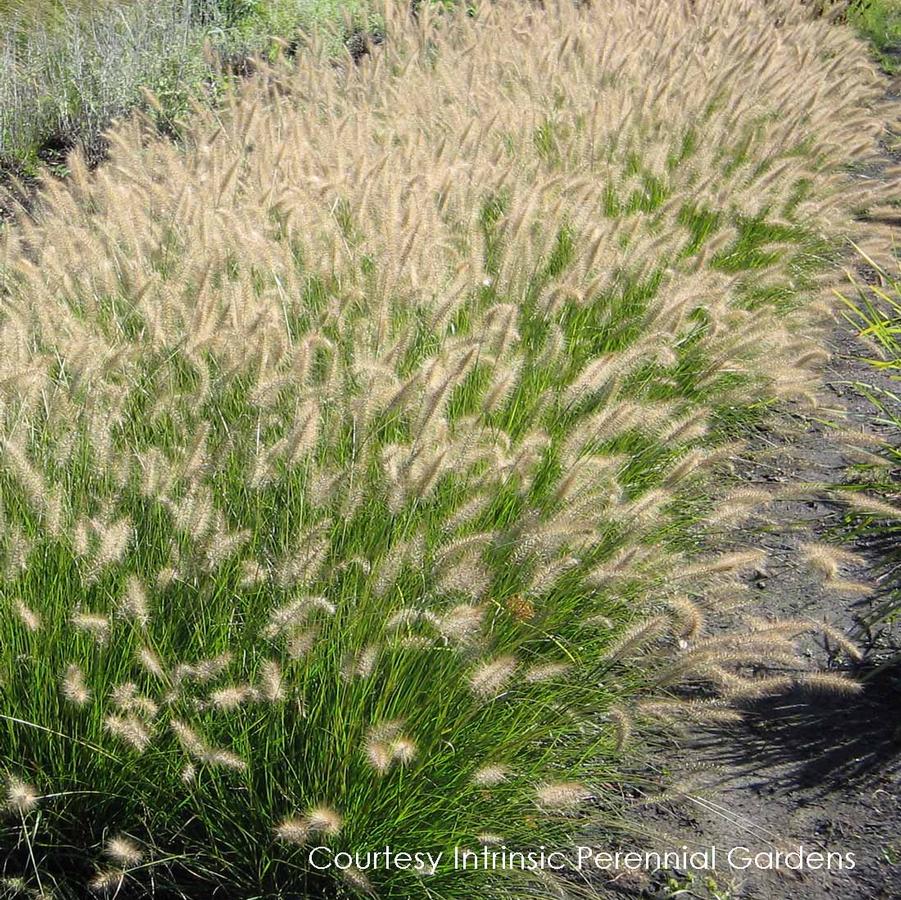 Pennisetum alopecuroides Piglet