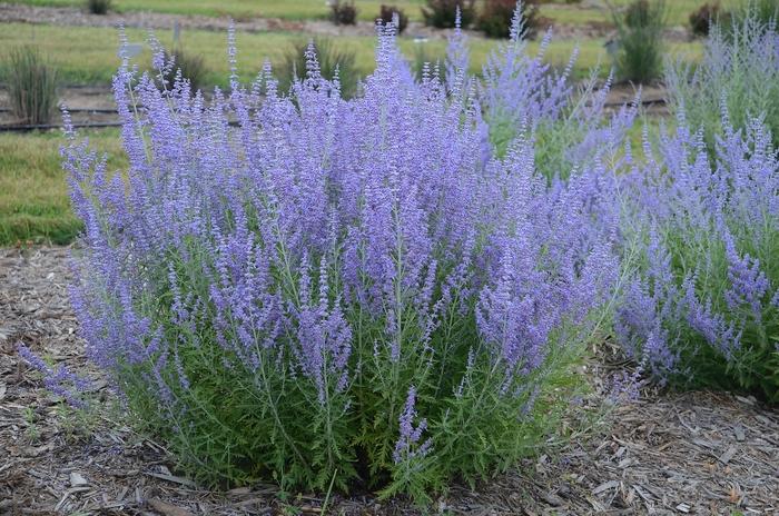 Perovskia atriplicifolia Blue Jean Baby