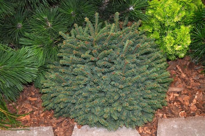 Picea abies Elegans