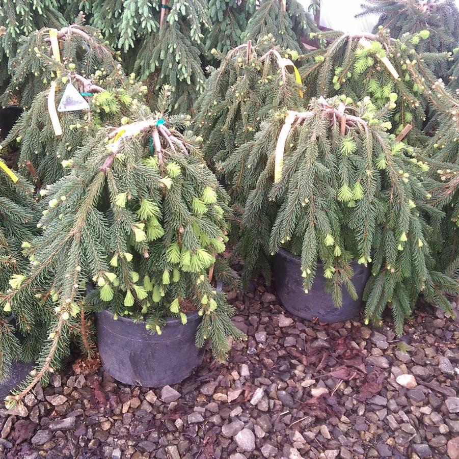 Picea abies Pendula