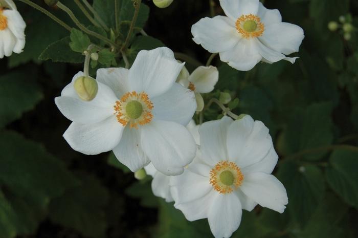 Anemone Honorine Jobert