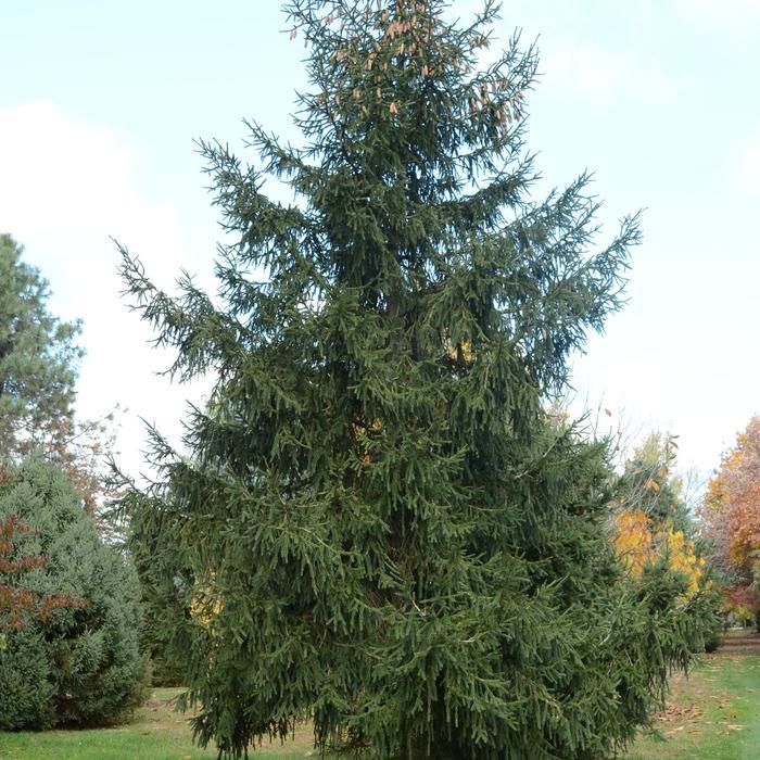 Picea orientalis Aureospicata