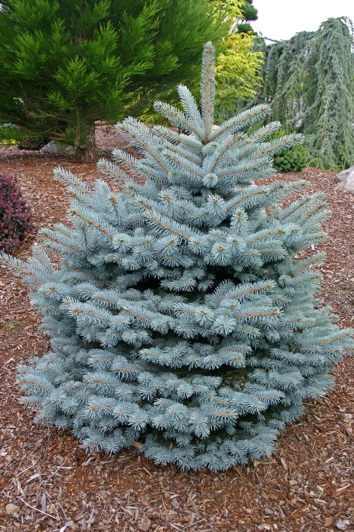 Picea pungens Montgomery