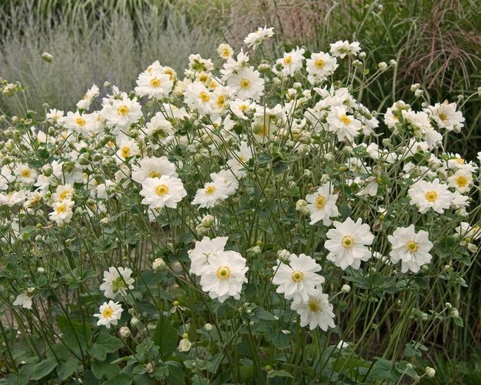 Anemone Whirlwind