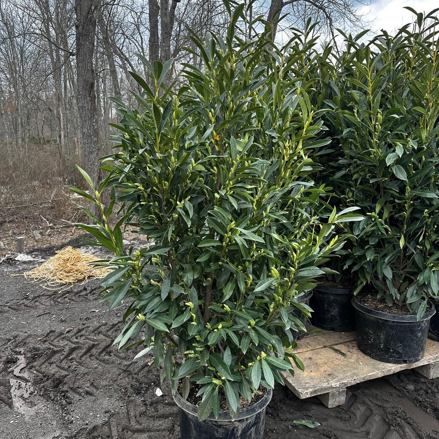 Prunus laurocerasus Schipkaensis