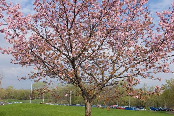 Prunus sargentii Spring Wonder&trade;