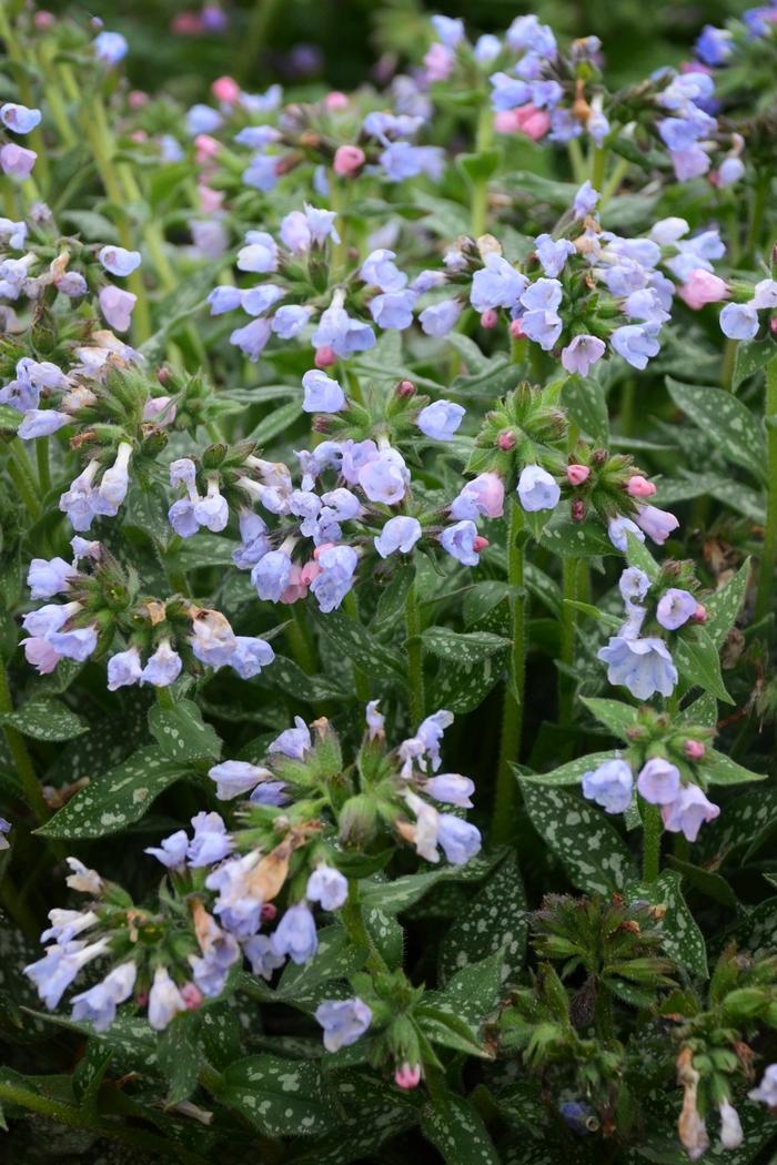 Pulmonaria Twinkle Toes