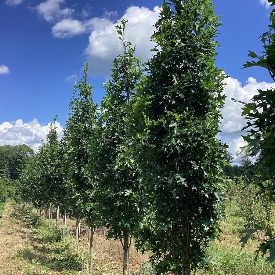 Quercus palustris Green Pillar&reg;