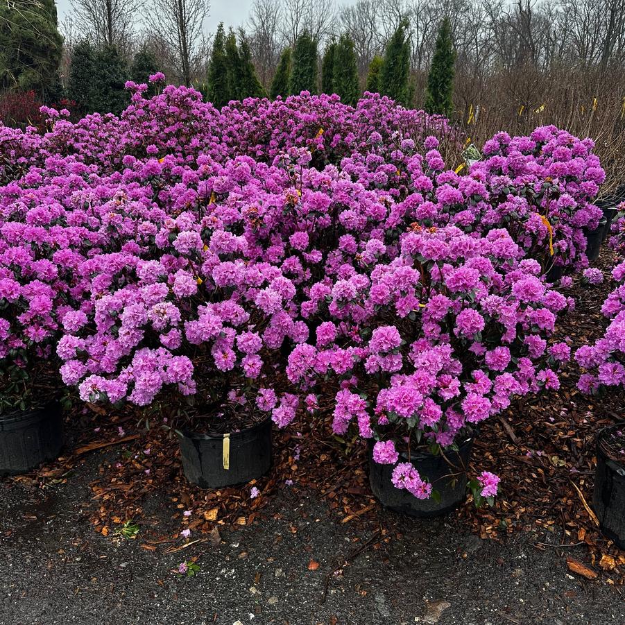 Rhododendron P.J.M. Elite