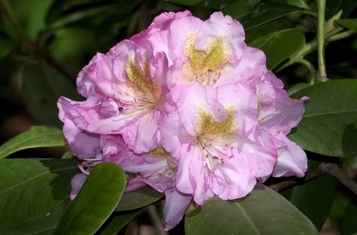 Rhododendron Dexter hybrid Scintillation