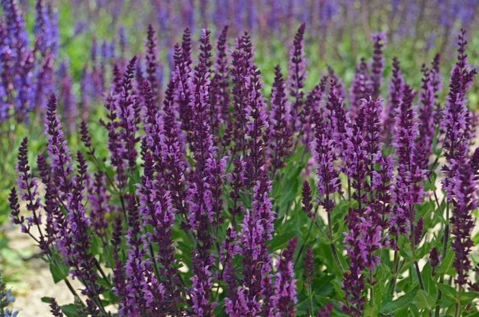 Salvia nemorosa Bumbleberry