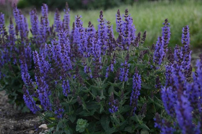 Salvia nemorosa Bumbleblue