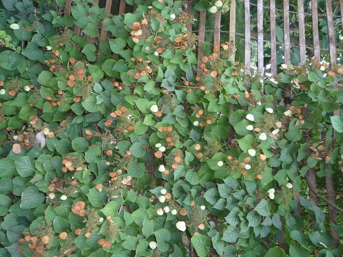 Schizophragma hydrangeoides Moonlight