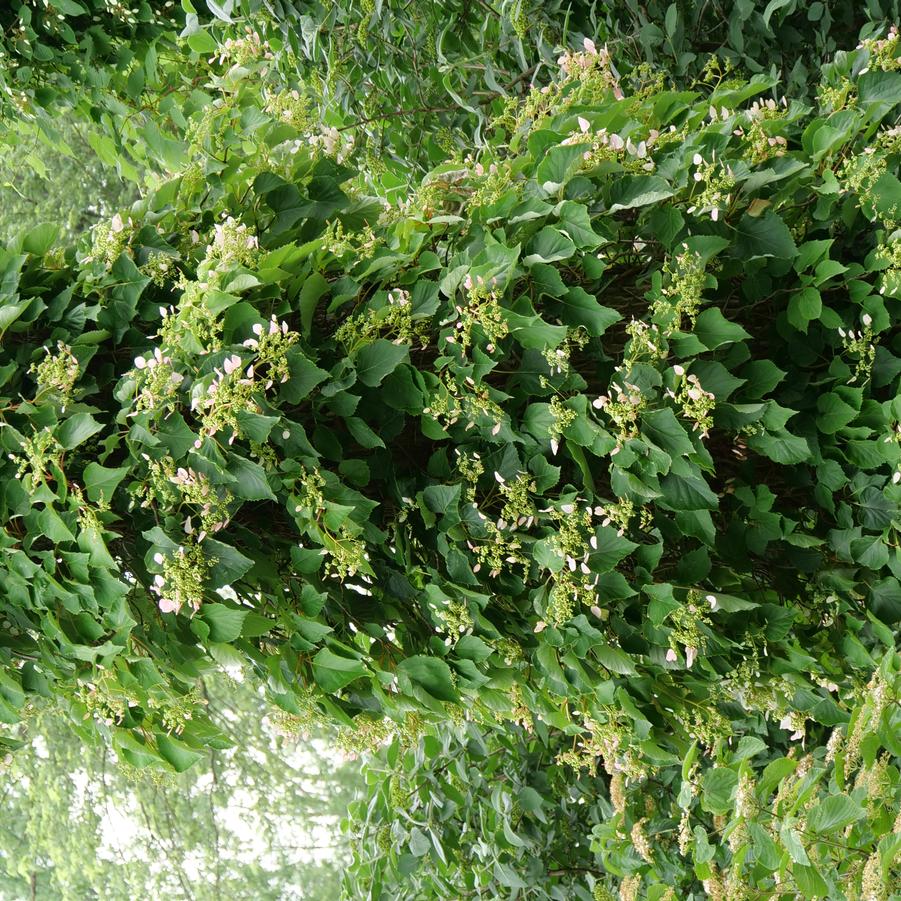 Schizophragma hydrangeoides Rose Sensation™