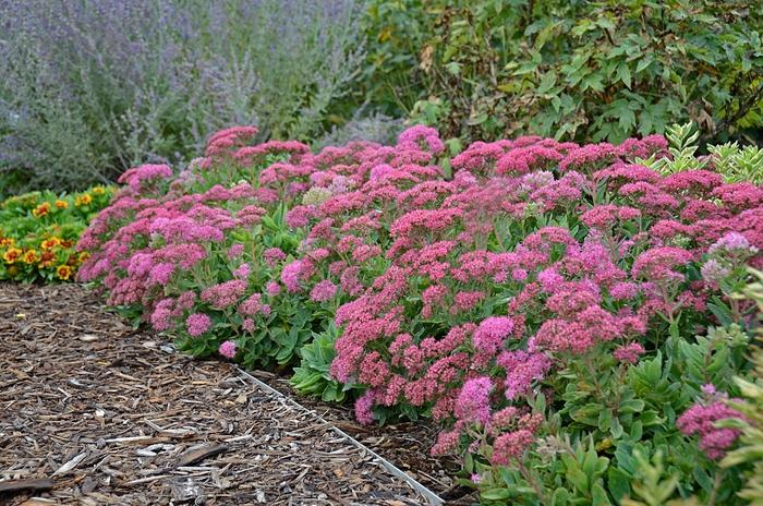 Sedum spectabile Carl