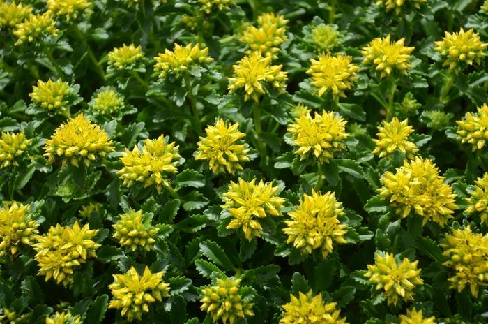 Sedum kamtschaticum Little Miss Sunshine