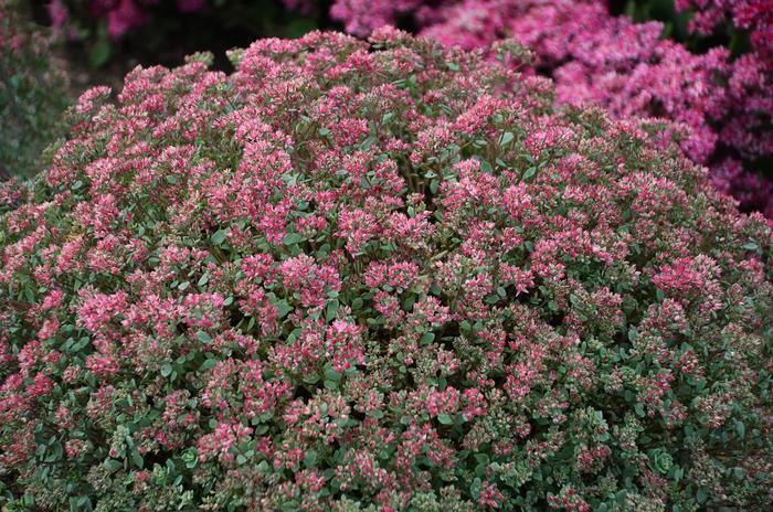 Sedum cauticola Steel The Show