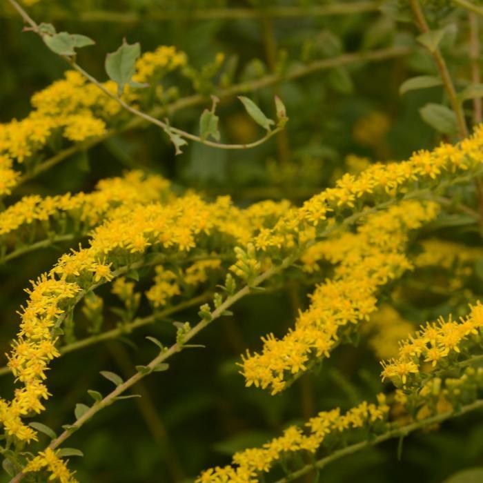 Solidago rugosa Fireworks