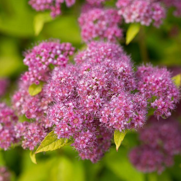 Spiraea japonica Little Spark™