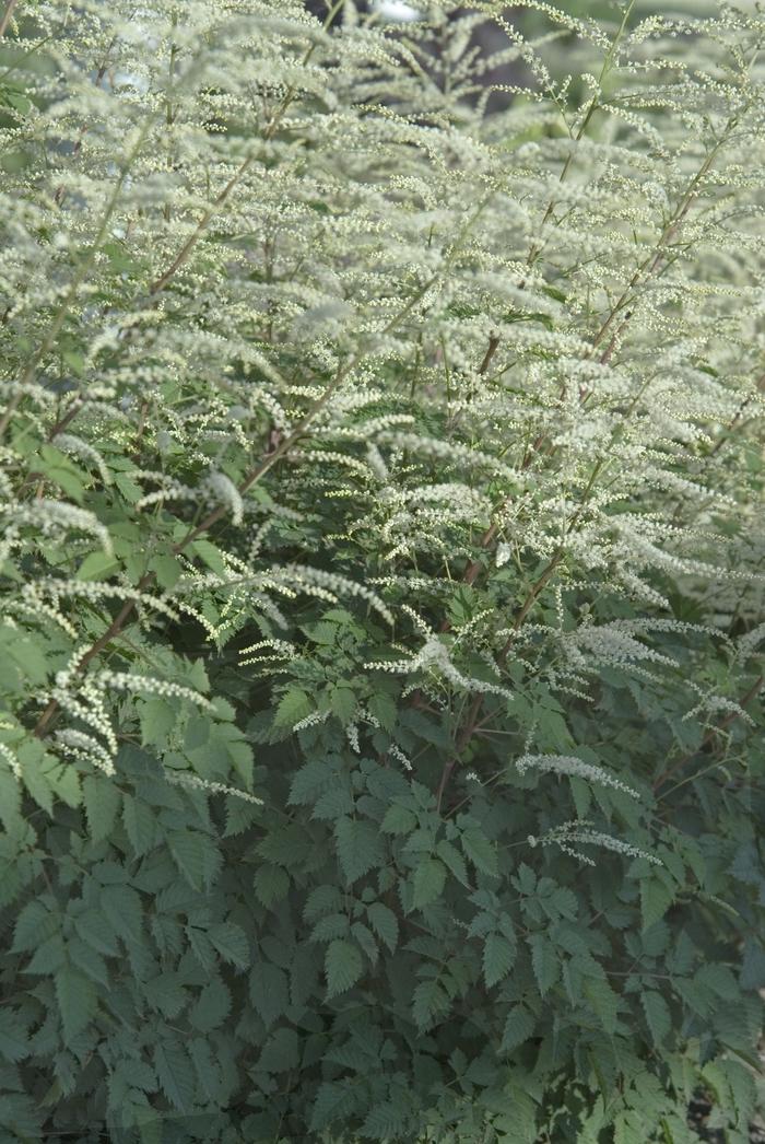 Aruncus Misty Lace