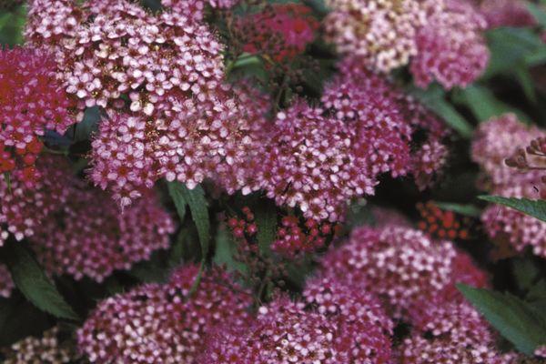 Spiraea japonica Neon Flash
