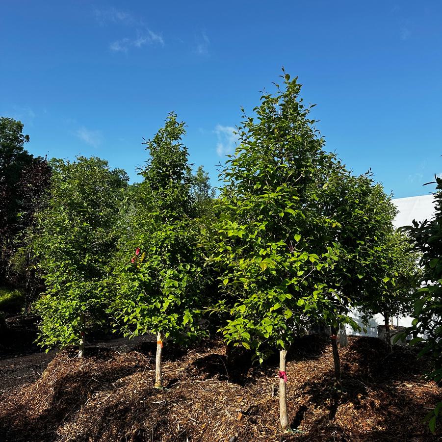 Stewartia pseudocamellia 