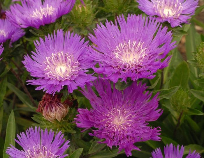 Stokesia laevis Honeysong Purple