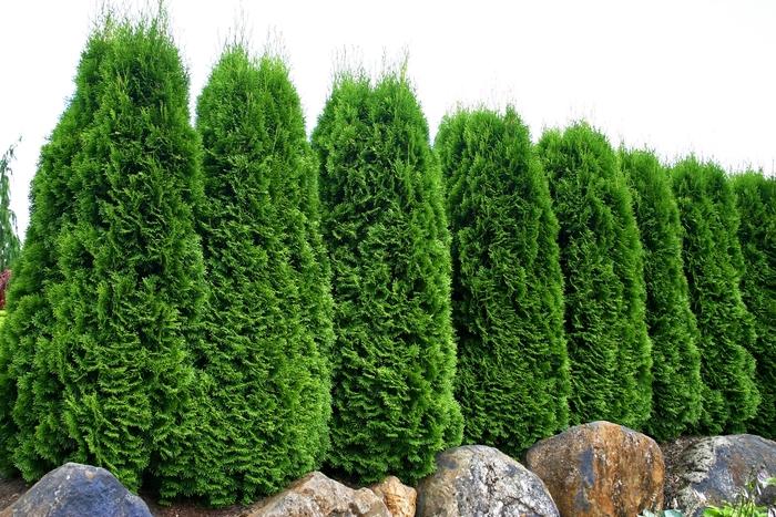 Thuja occidentalis Emerald Green