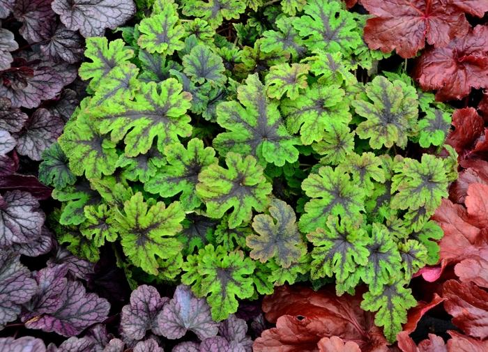 Tiarella Fingerpaint