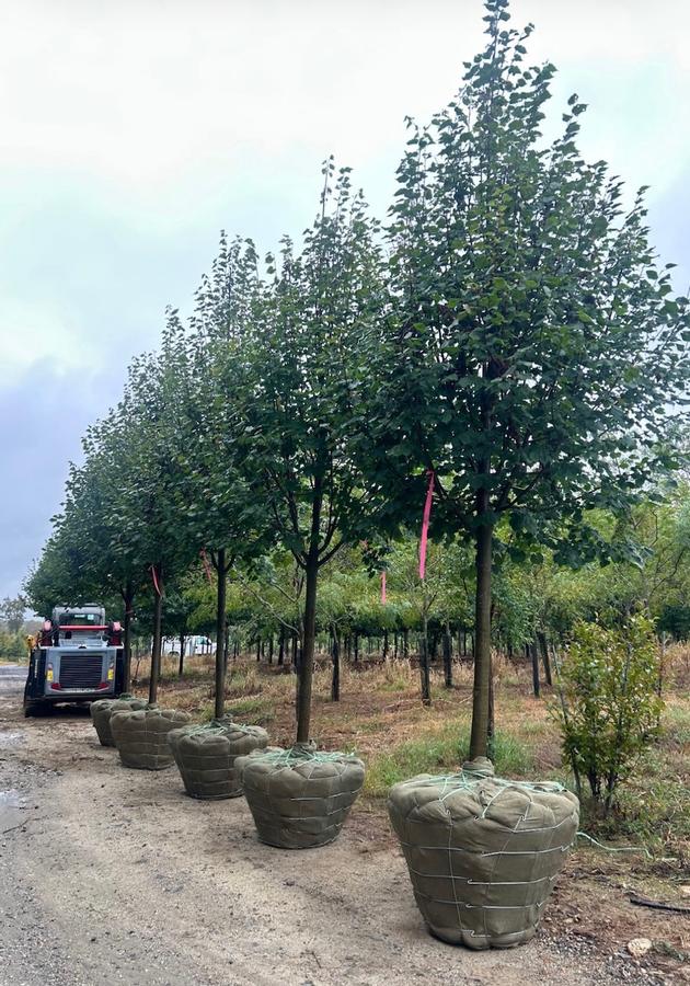 Tilia cordata Greenspire