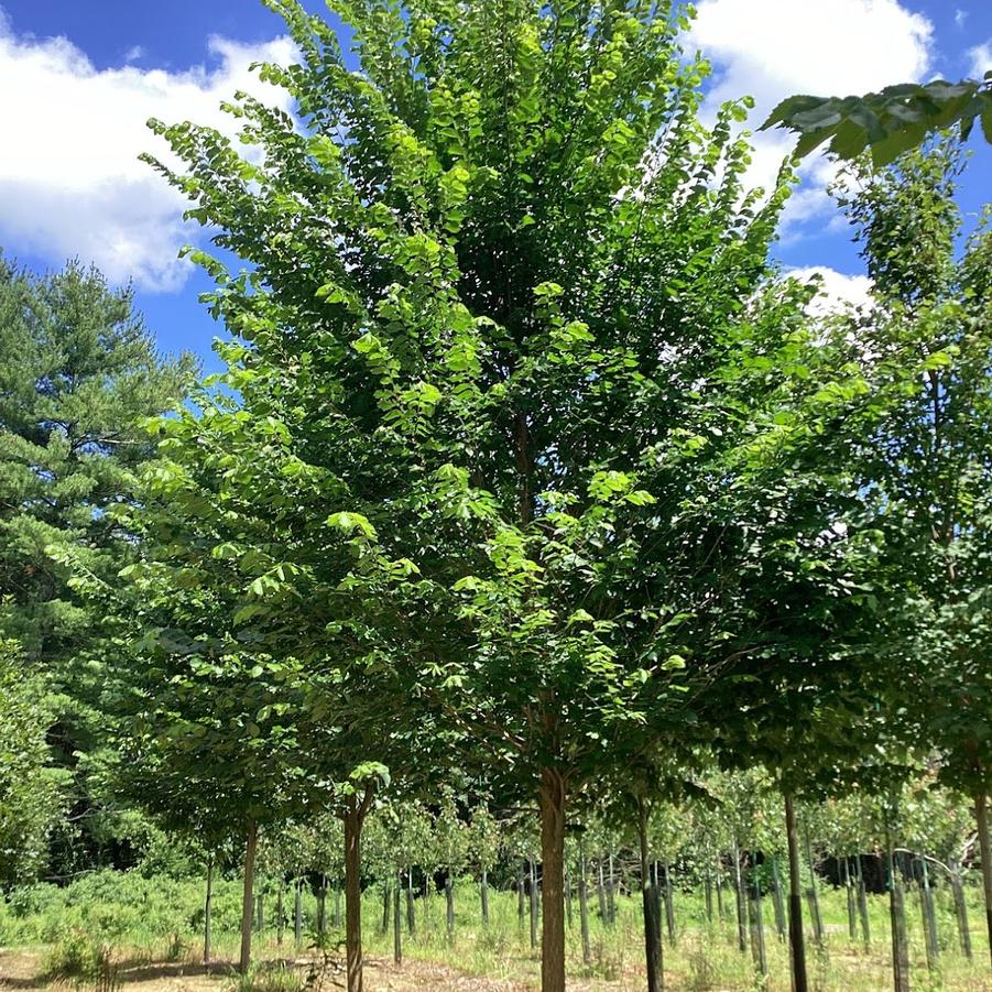 Ulmus americana Princeton
