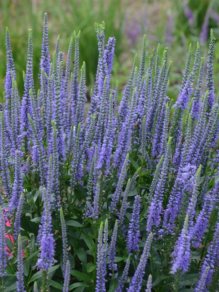 Veronica longifolia Blue Skywalker