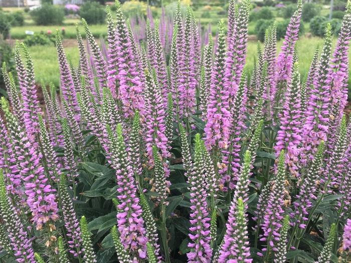 Veronica spicata Lavender Lightsaber