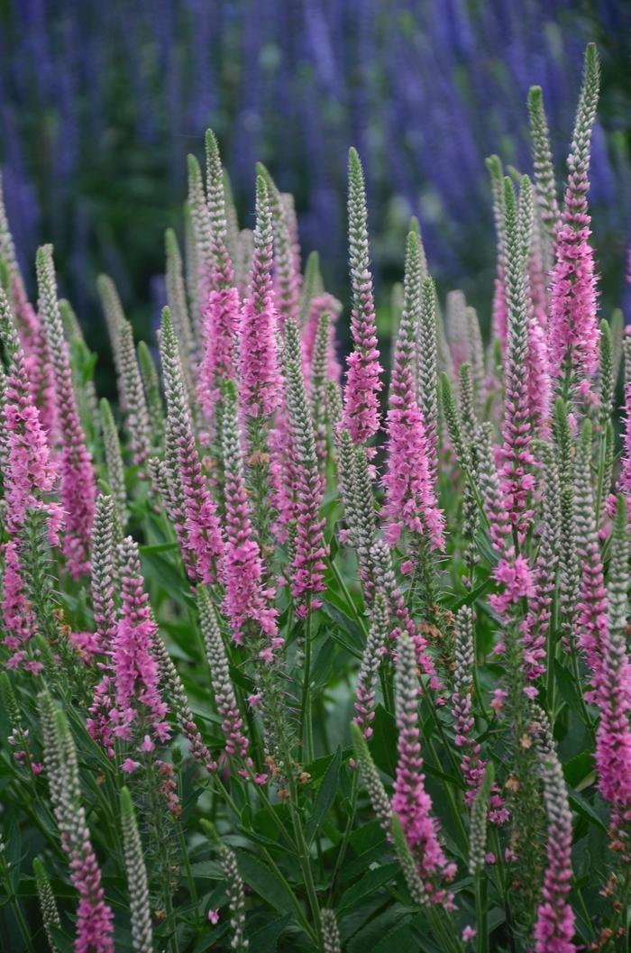 Veronica longifolia Perfectly Picasso