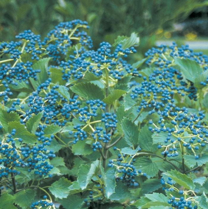 Viburnum dentatum Blue Muffin®