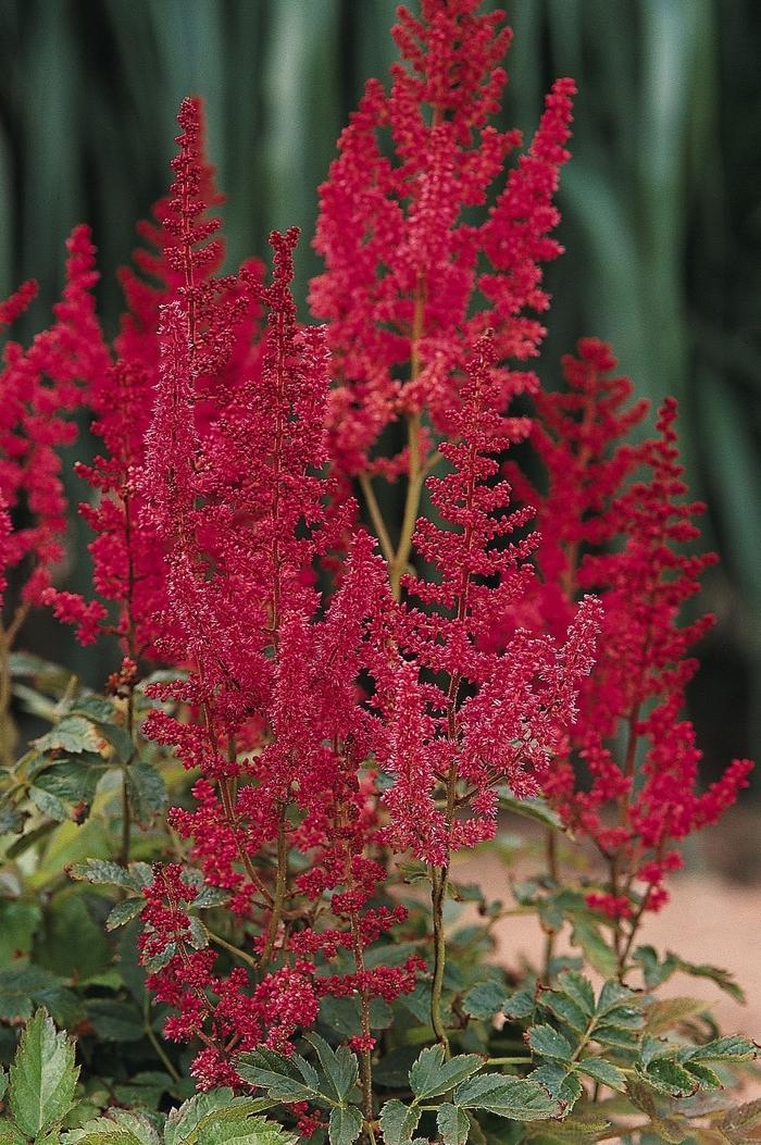 Astilbe rhizomatous August Light