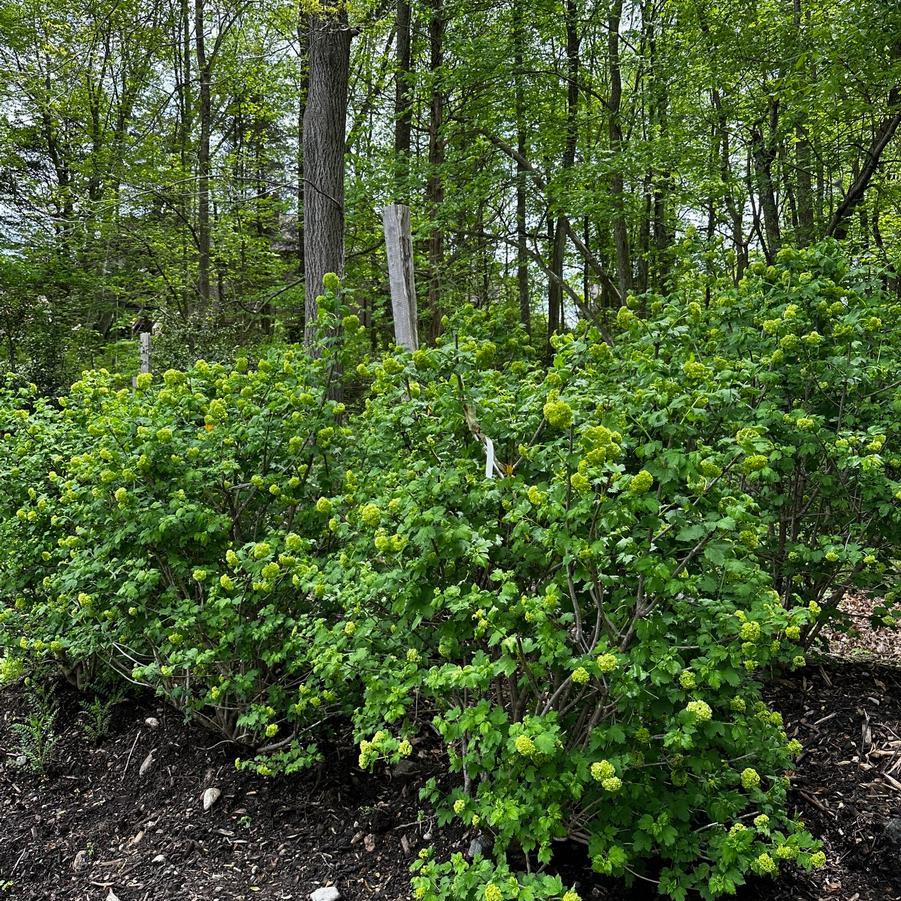 Viburnum opulus Roseum