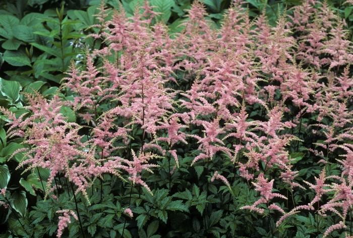 Astilbe x arendsii Bressingham Beauty