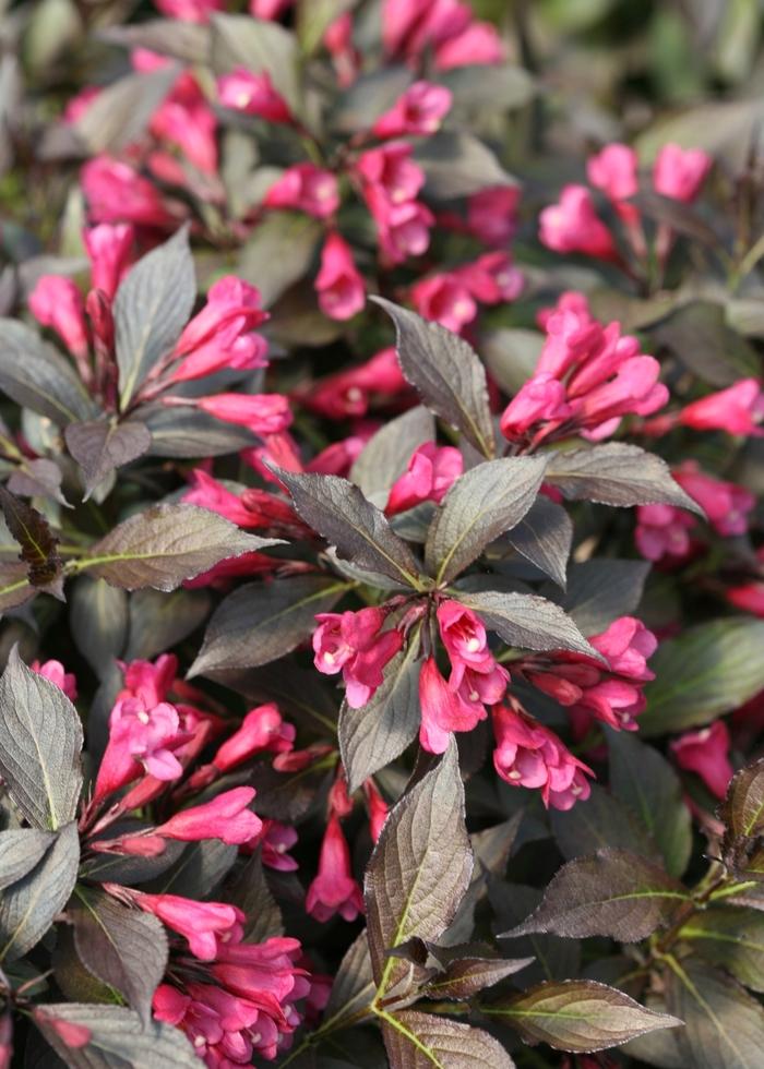 Weigela florida Spilled Wine®