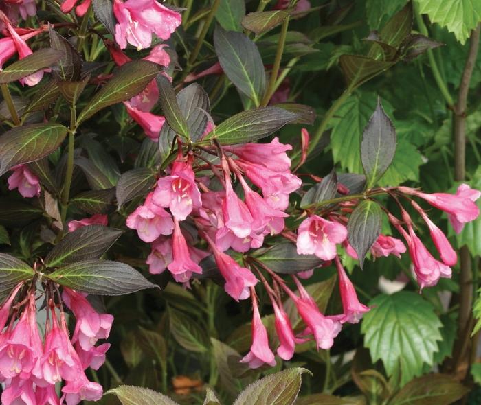 Weigela florida Fine Wine®