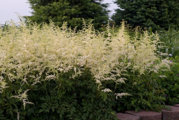 Astilbe x arendsii Bridal Veil®