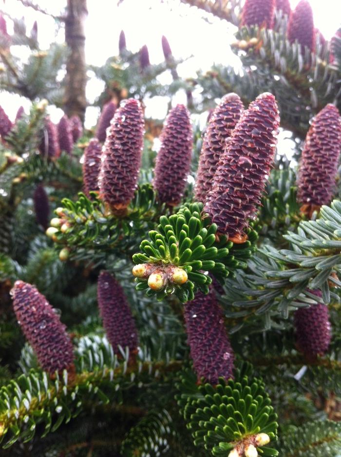 Abies koreana Silberlocke