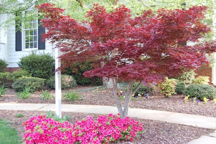 Acer palmatum var. atropurpureum Bloodgood