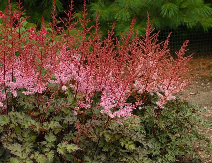 Astilbe simplicifolia Delft Lace