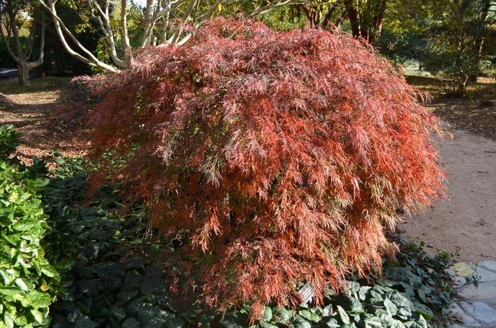 Acer palmatum var. dissectum Crimson Queen