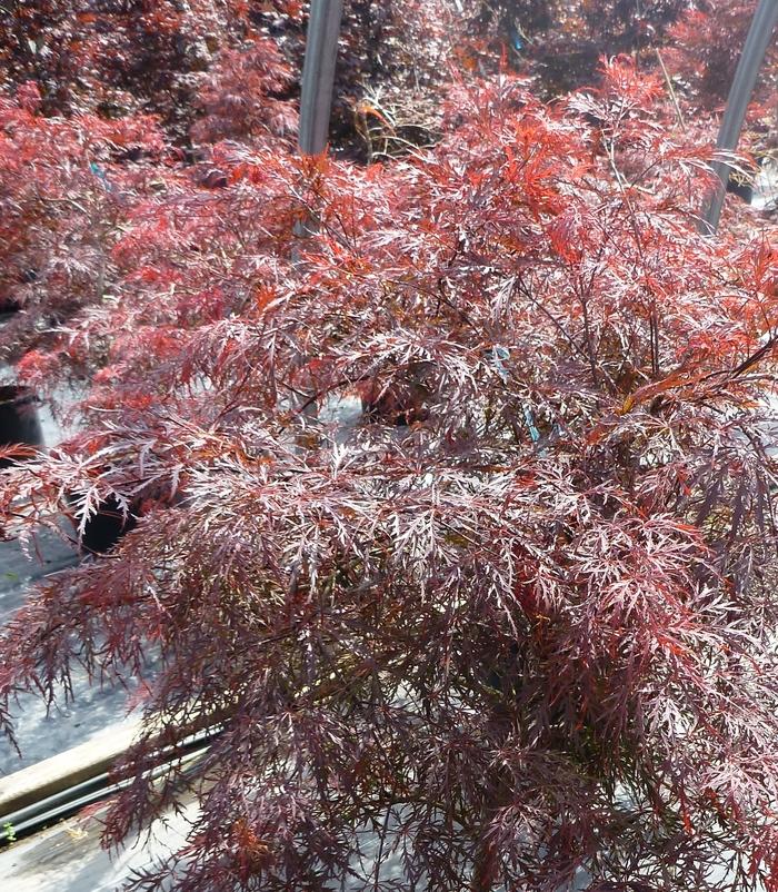 Acer palmatum var. dissectum Garnet