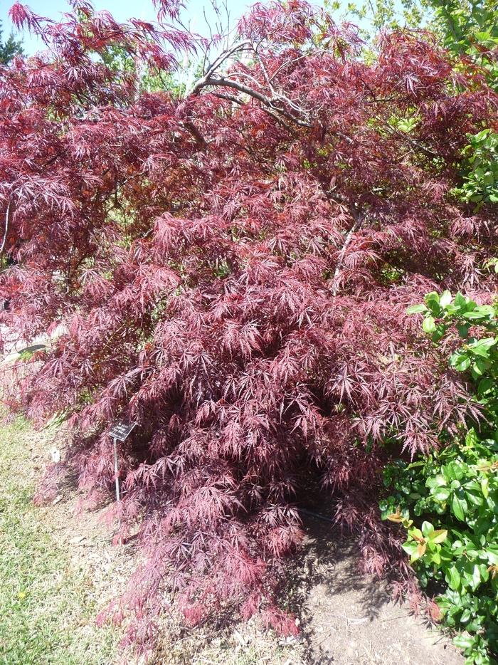 Acer palmatum var. dissectum Tamukeyama