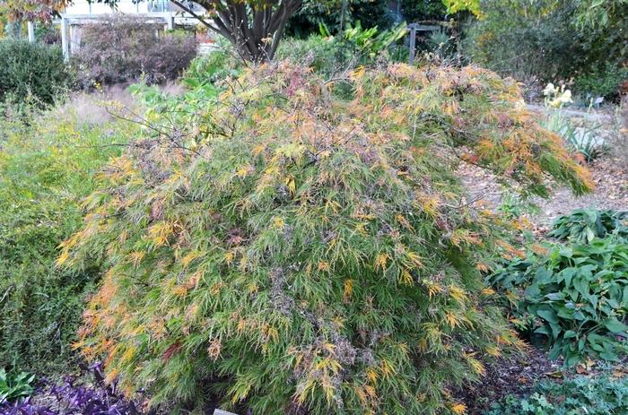 Acer palmatum var. dissectum Waterfall